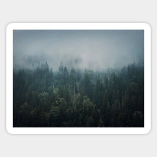 Misty fir forest Sticker